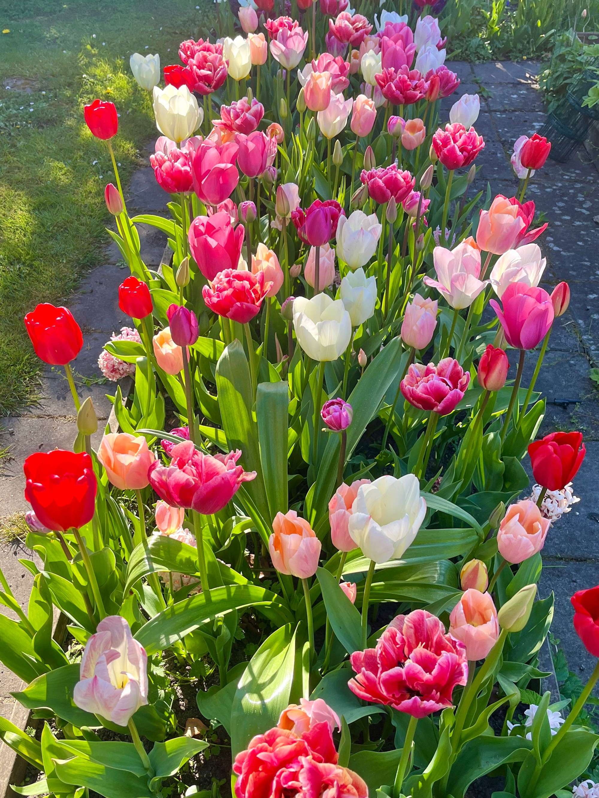 'Svaneke Delight' exklusiv lökmix